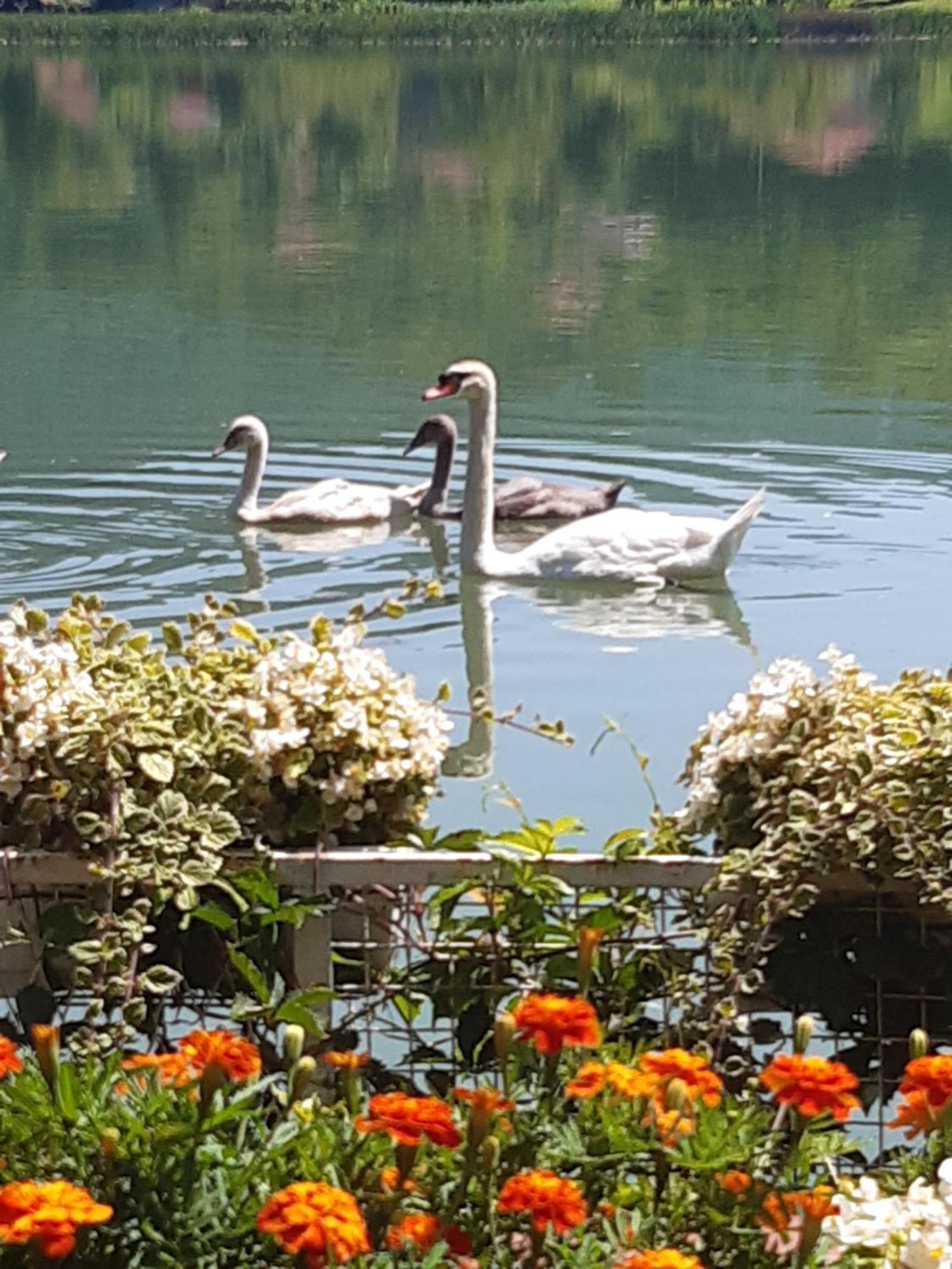Vila Oaza - Zvornicko Jezero Zvornik Esterno foto